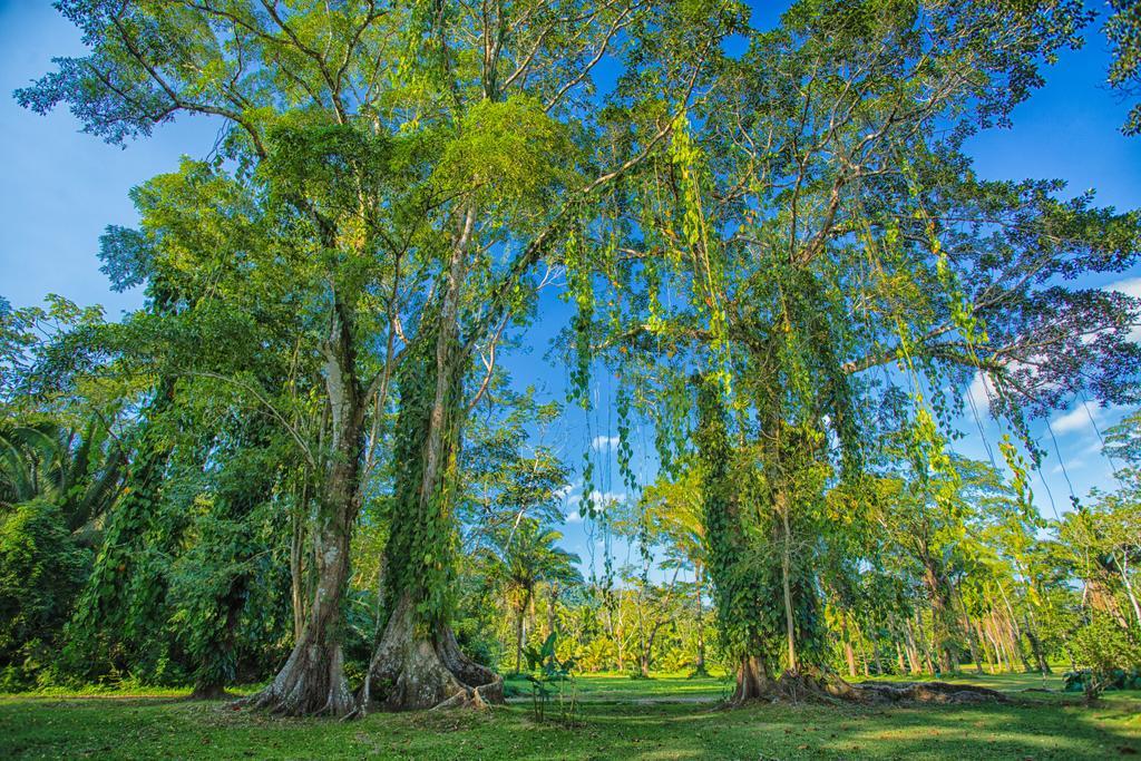 Bocawina Rainforest Resort Hopkins Exterior photo